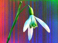 Красивые цеты