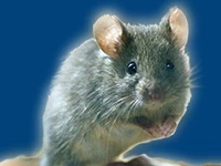 Мыши в России Мышки Порода горная