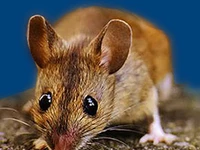 Мыши в России Мышки Порода желтогрудая