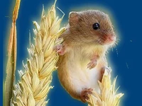 Мыши в России Мышки Порода малютка