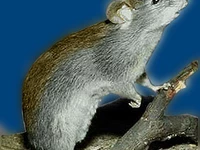 Мыши в России Мышки Порода курганчиковая