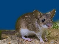 Мыши в России Мышки Порода лесная