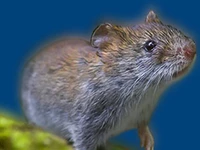 Мыши в России Мышки Порода полевая