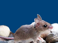 Мыши в России Мышки Порода азиатская