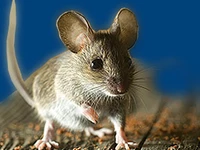 Мыши в России Мышки Порода домовая