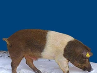 Свиньи русских пород Свинья Порода красно-поясная