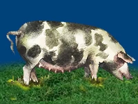 Свиньи русских пород Свинья Порода донская мясная