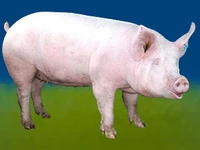 Свиньи русских пород Свинья Порода литовская белая