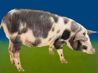 Свиньи русских пород Свинья Порода белорусская черно-пестрая