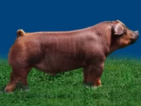 Свиньи русских пород Свинья Порода дюрок