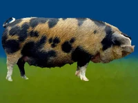 Свиньи русских пород Свинья Порода миргородская