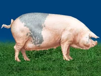 Свиньи русских пород Свинья Порода ливенская