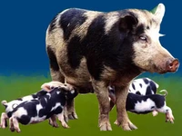 Свиньи русских пород Свинья Порода украинская рябая