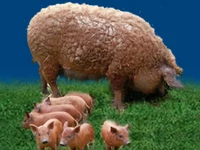 Свиньи русских пород Свинья Порода венгерская мангалица