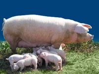 Свиньи русских пород Свинья Порода ландрас
