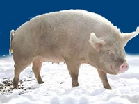 Свиньи русских пород Свинья Порода сибирская северная