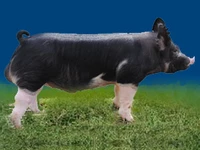 Свиньи русских пород Свинья Порода беркширская