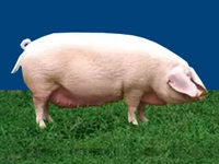 Свиньи русских пород Свинья Порода зстонская беконная