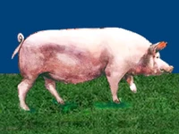 Свиньи русских пород Свинья Порода крупная белая