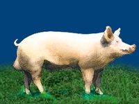 Свиньи русских пород Свинья Порода латвийская