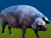 Свиньи русских пород Свинья Порода крупная черная