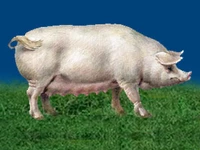 Свиньи русских пород Свинья Порода уржумская