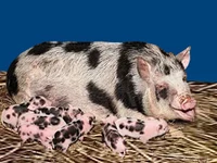 Свиньи русских пород Свинья Порода северокавказская