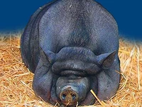 Свиньи русских пород Свинья Порода азиатская вислоухая