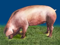 Свиньи русских пород Свинья Порода лакомб