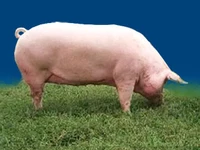 Свиньи русских пород, Свинья, Порода украинская белая