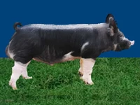 Свиньи русских пород Свинья Порода кемеровская