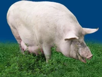 Свиньи русских пород Свинья Порода украинская степная