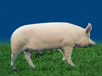 Свиньи русских пород Свинья Порода белорусская белая