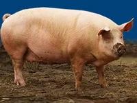 Свиньи русских пород Свинья Порода муромская