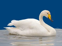 Животные и птицы Птицы Лебедь-кликун Лебеди в России