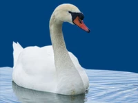 Животные и птицы Птицы Лебедь - шипун Лебеди в России