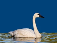 Животные и птицы птицы Лебедь - трубач Лебеди в России