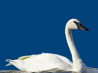 Животные и птицы птицы лебедь-тундровый-американский Лебеди в России