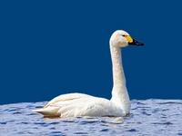 Животные и птицы Птицы .Лебедь-малый Лебеди в России