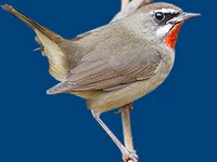 Животные и птицы Птицы Соловьи Соловей-красношейка Соловьи в России