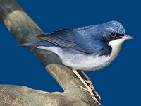 Животные и птицы Птицы Соловьи Соловей-синий Соловьи в России