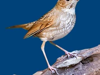 Животные и птицы Птицы Соловьи Соловей-свистун Соловьи в России