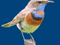 Животные и птицы Птицы, Соловьи Соловей варакушка Соловьи в России