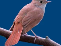 Животные и птицы Птицы Соловьи Соловей-южный Соловьи в России