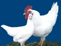 Порода Ленинградские белые