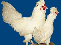 Порода Орловские