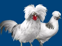 Порода Чубатые