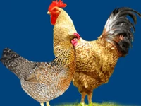 Порода Полтавские зозулистые кукушечные,