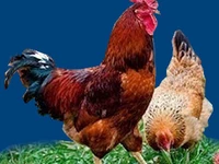 Порода Кучинские