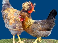 Порода Русские хохлатые